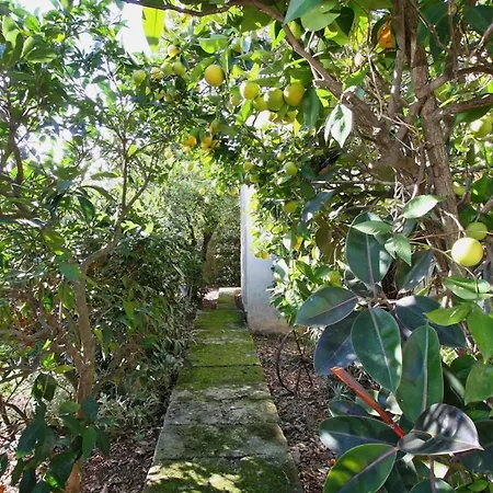 Rosa Villa Pollença